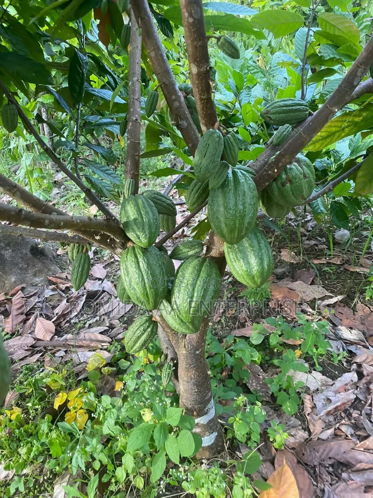 Best Cocoa Seedlings Variety