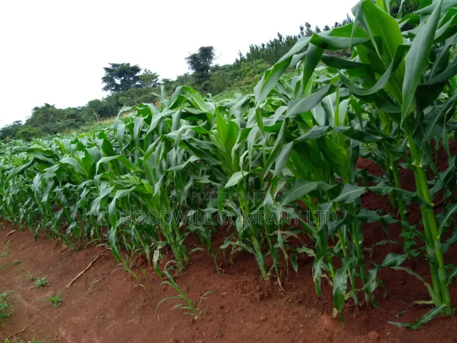 20 Acres, Private Milo, Nakaseke District,Off Ngoma Butalangu Road