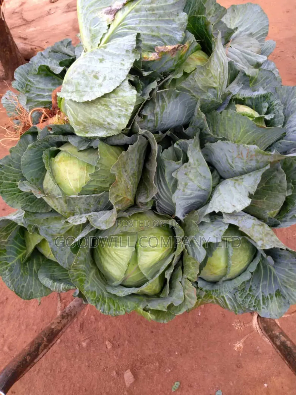 20 Acres, Private Milo, Nakaseke District,Off Ngoma Butalangu Road