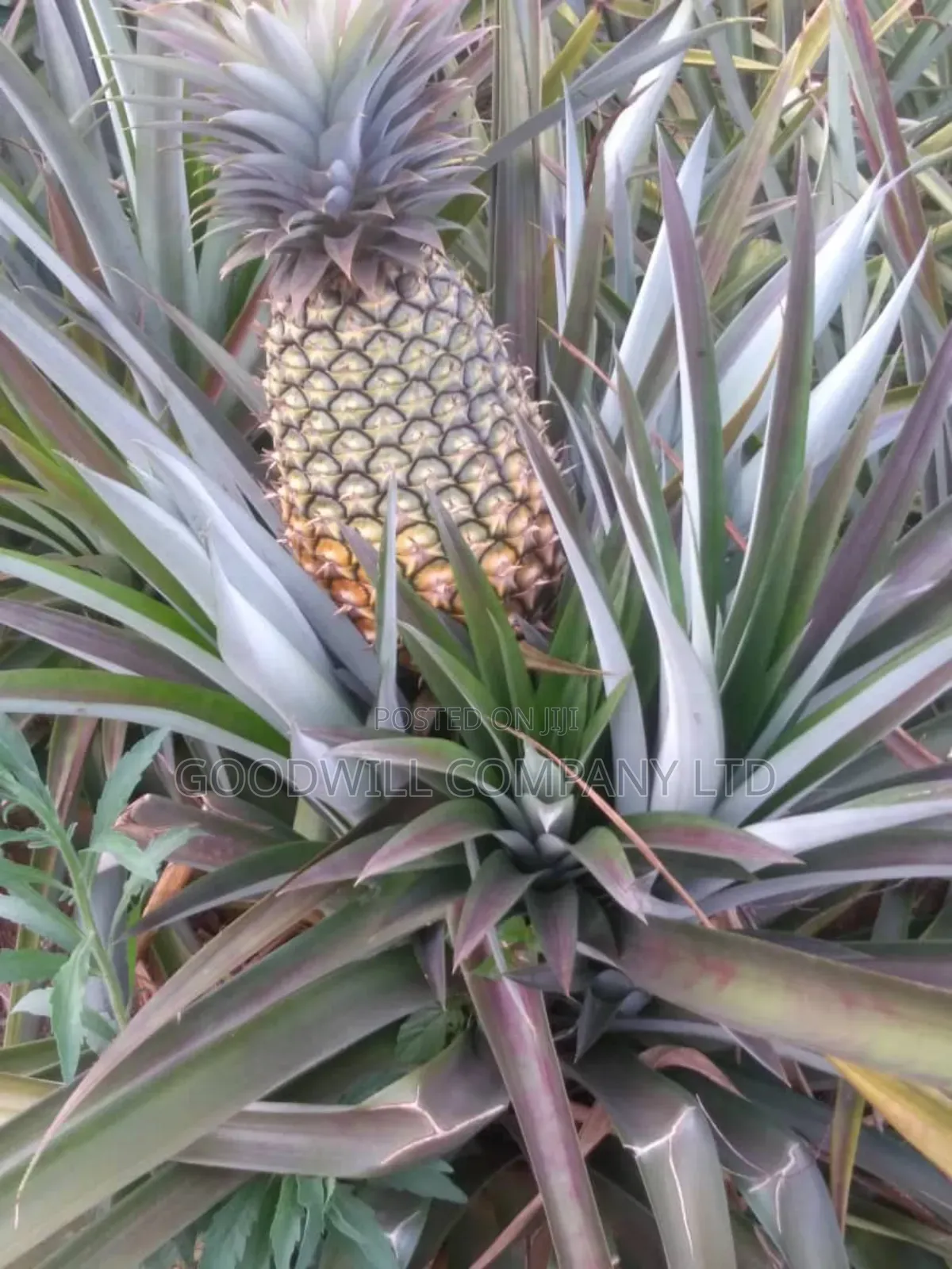 20 Acres, Private Milo, Nakaseke District,Off Ngoma Butalangu Road