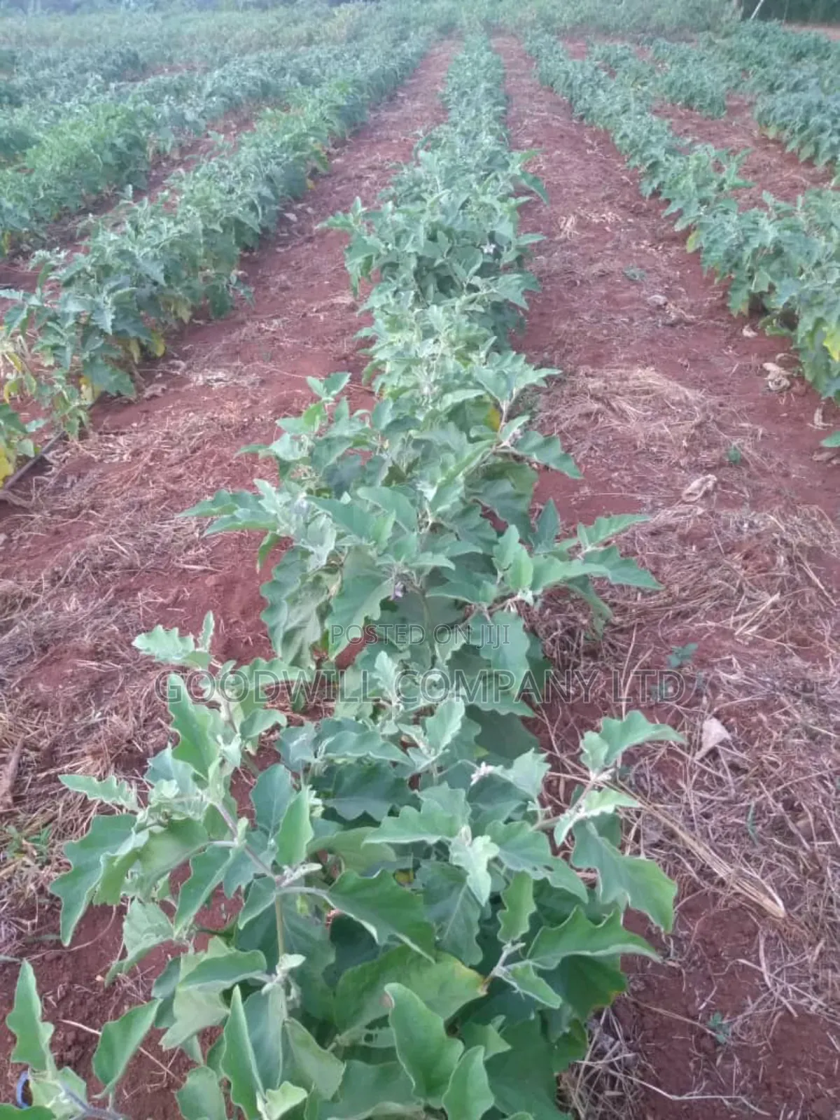 20 Acres, Private Milo, Nakaseke District,Off Ngoma Butalangu Road