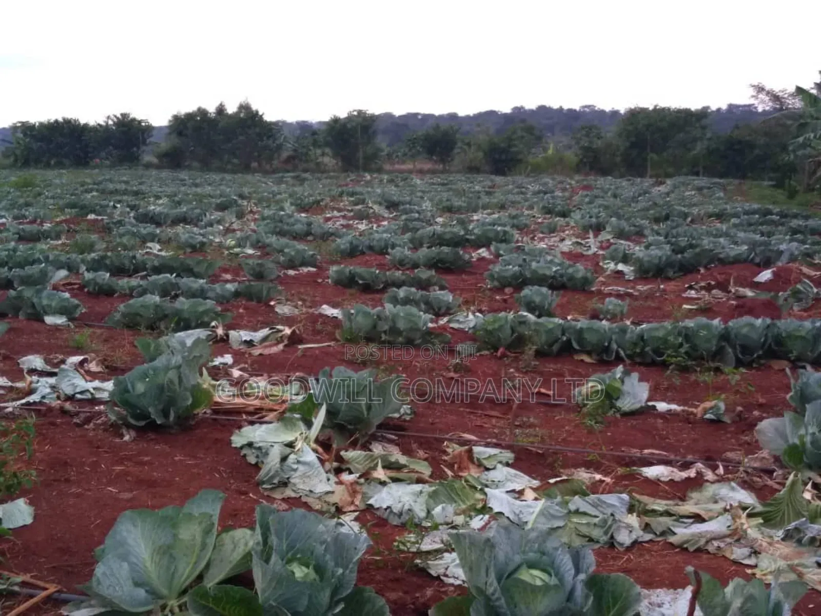 20 Acres, Private Milo, Nakaseke District,Off Ngoma Butalangu Road