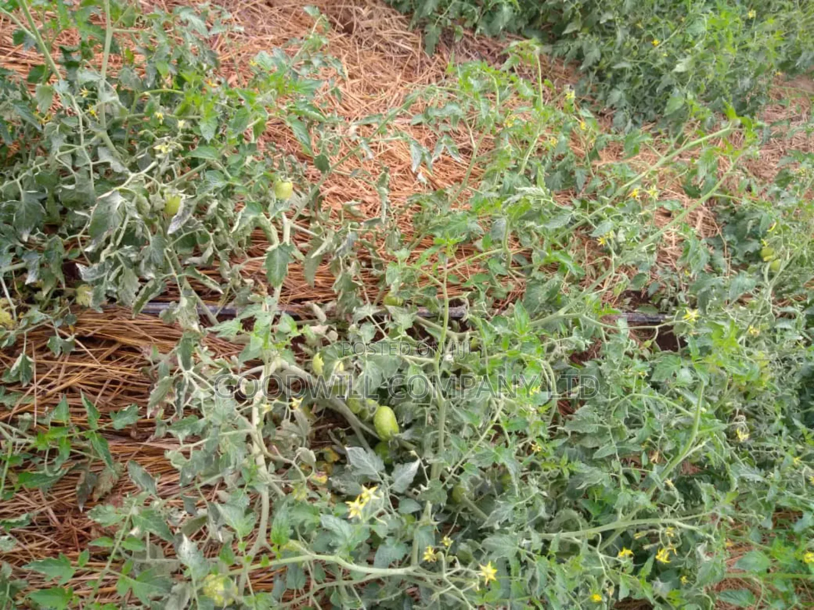 20 Acres, Private Milo, Nakaseke District,Off Ngoma Butalangu Road