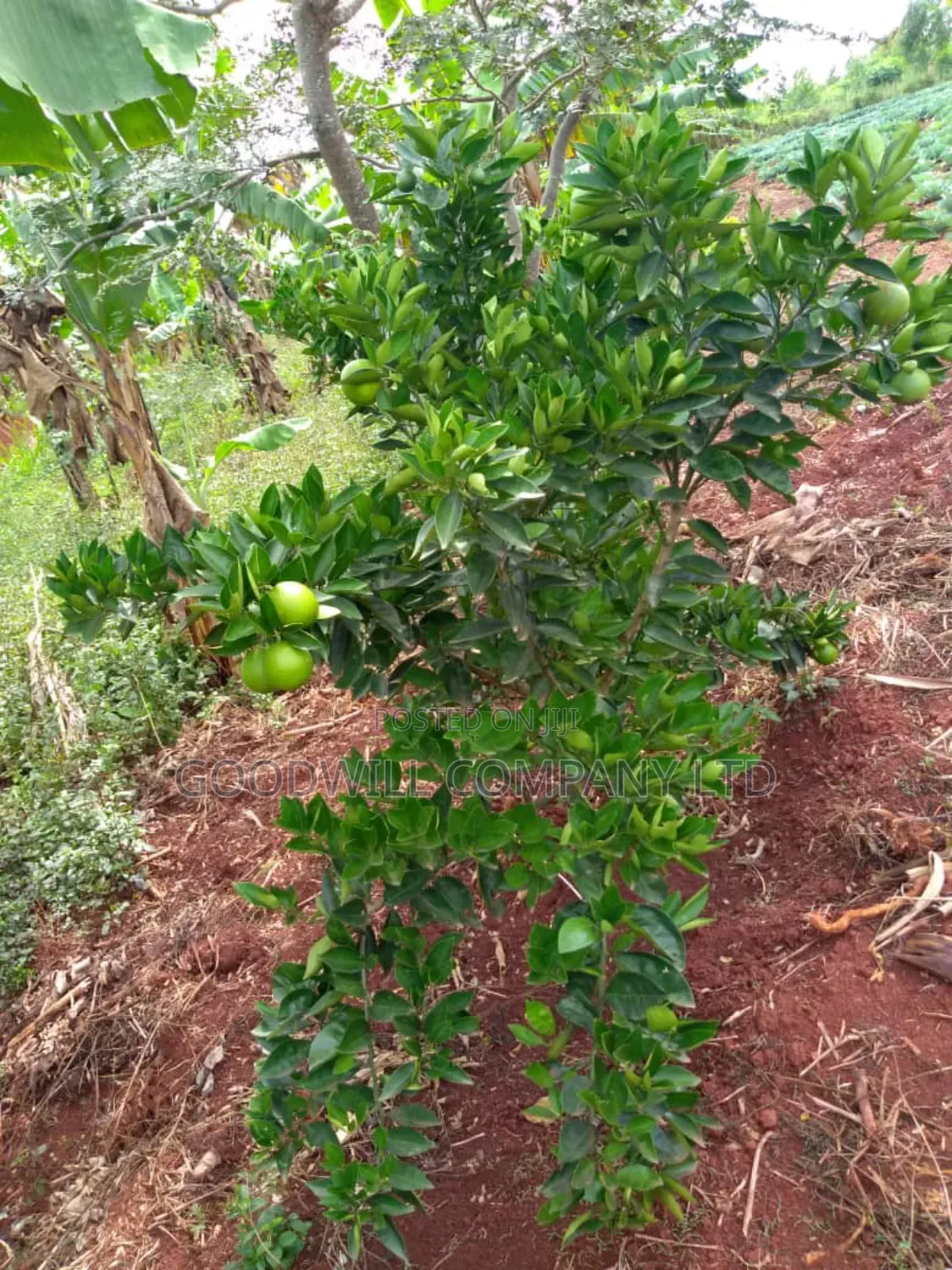 20 Acres, Private Milo, Nakaseke District,Off Ngoma Butalangu Road