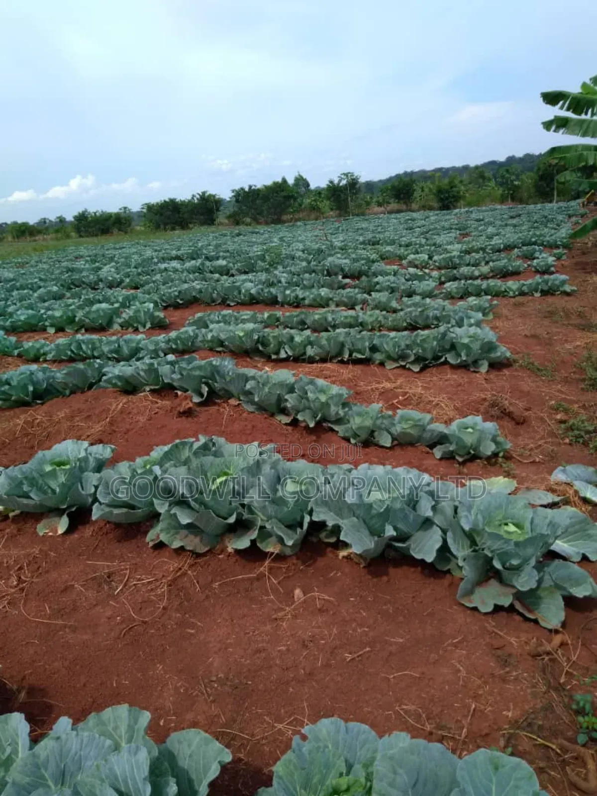20 Acres, Private Milo, Nakaseke District,Off Ngoma Butalangu Road
