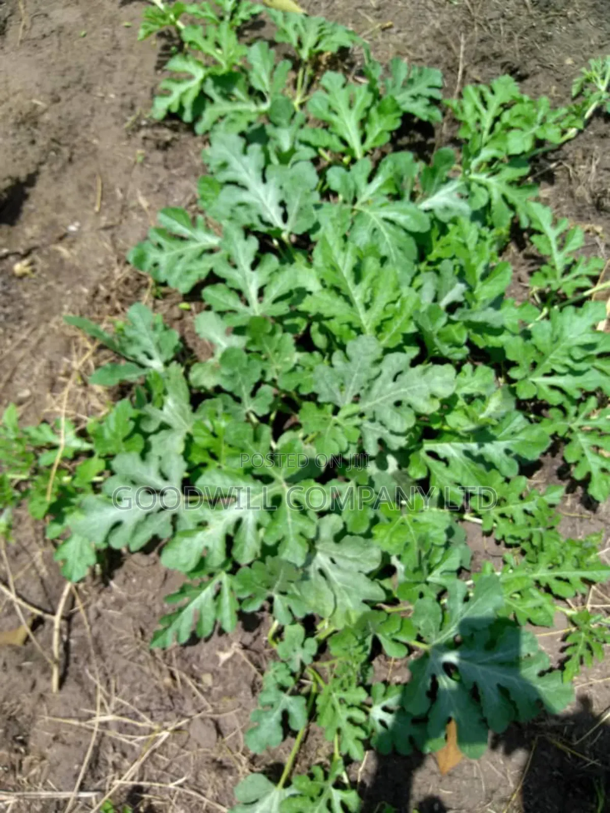 20 Acres, Private Milo, Nakaseke District,Off Ngoma Butalangu Road