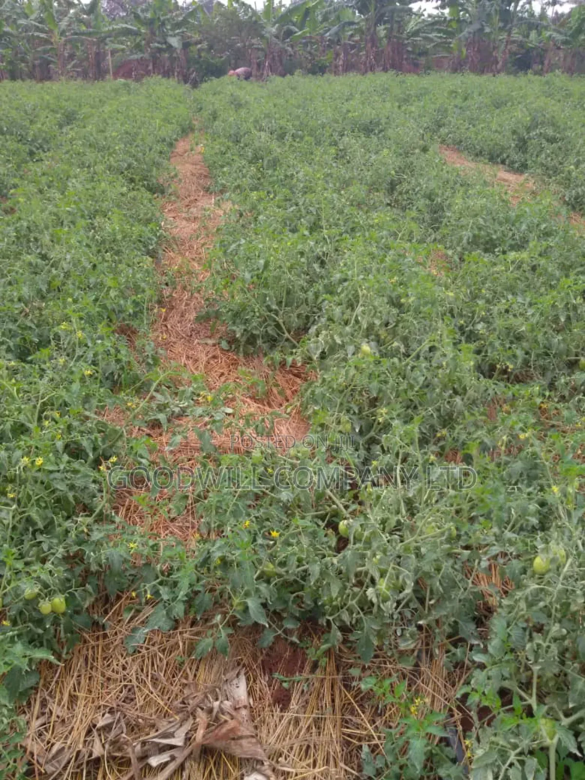 20 Acres, Private Milo, Nakaseke District,Off Ngoma Butalangu Road