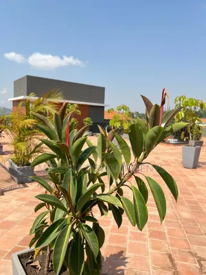Furnished 1bdrm Apartment in Kiggo, Wakiso / Wakiso for rent