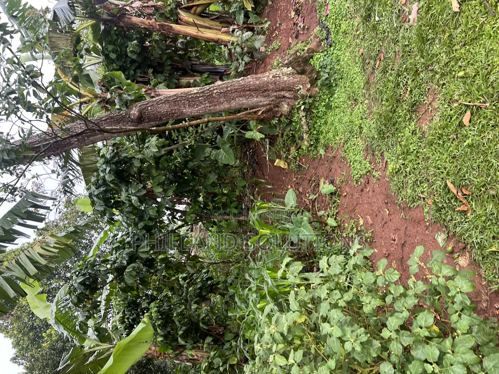 Plot 100ft by 100ft Along Hoima Road Highway at Selinya