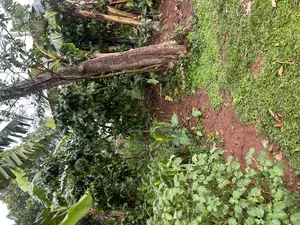 Plot 100ft by 100ft Along Hoima Road Highway at Selinya