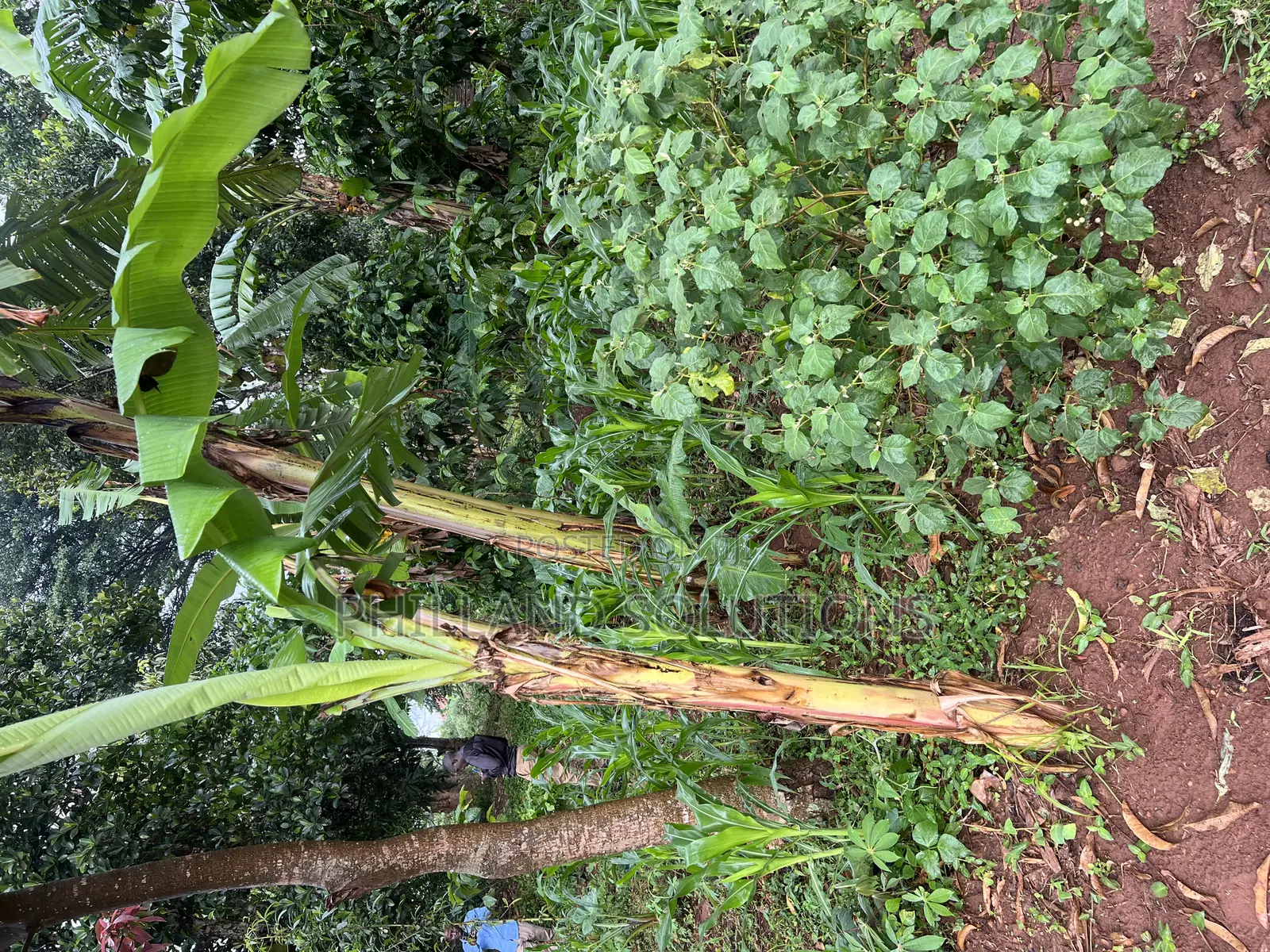 Plot 100ft by 100ft Along Hoima Road Highway at Selinya