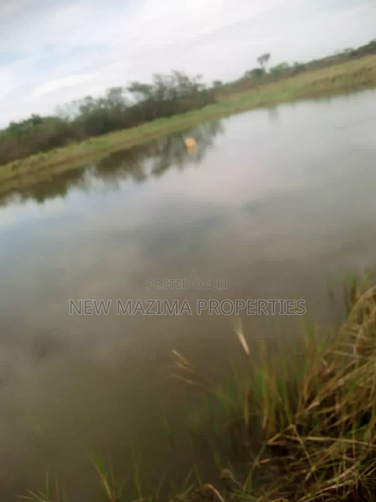 100 Acres of Farm Land With Mature Mangoes Coffee Dam Onsale
