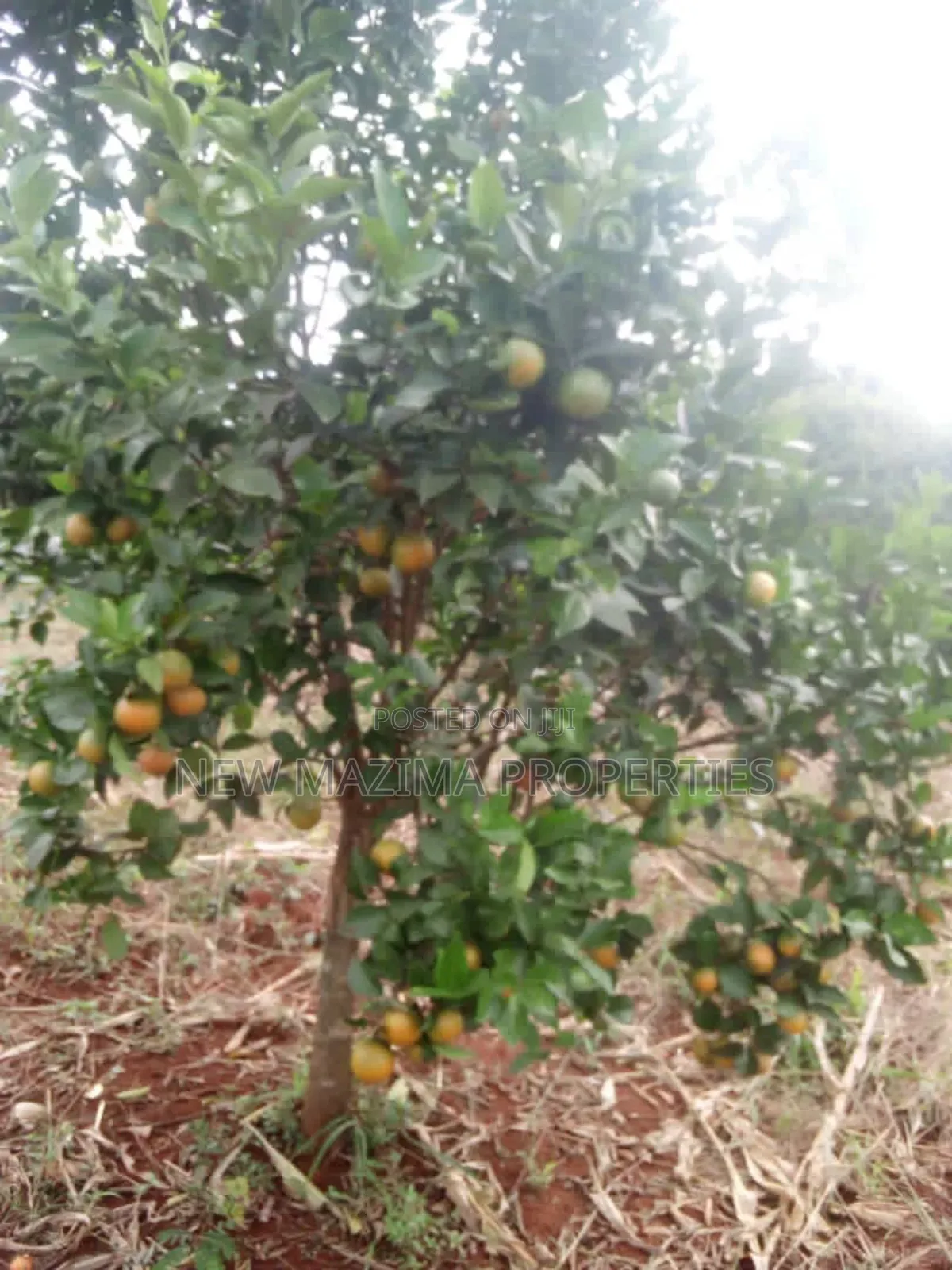 100 Acres of Farm Land With Mature Mangoes Coffee Dam Onsale