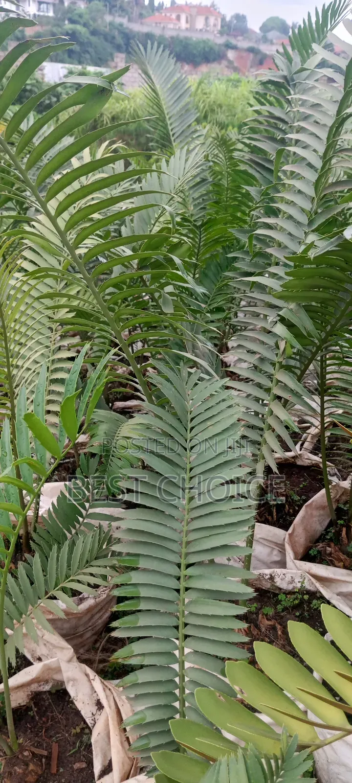 Cycard Palms Green Excellence.
