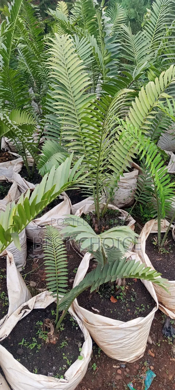 Cycard Palms Green Excellence.