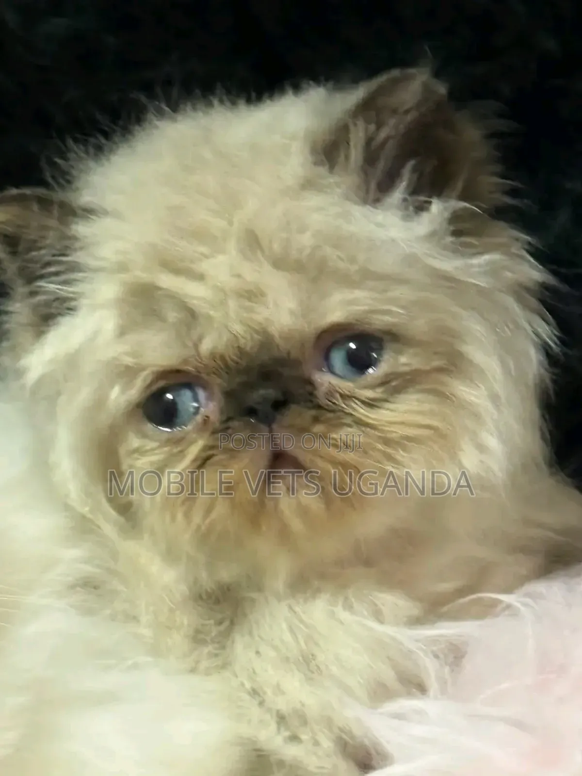 1-3 months Female Purebred Persian