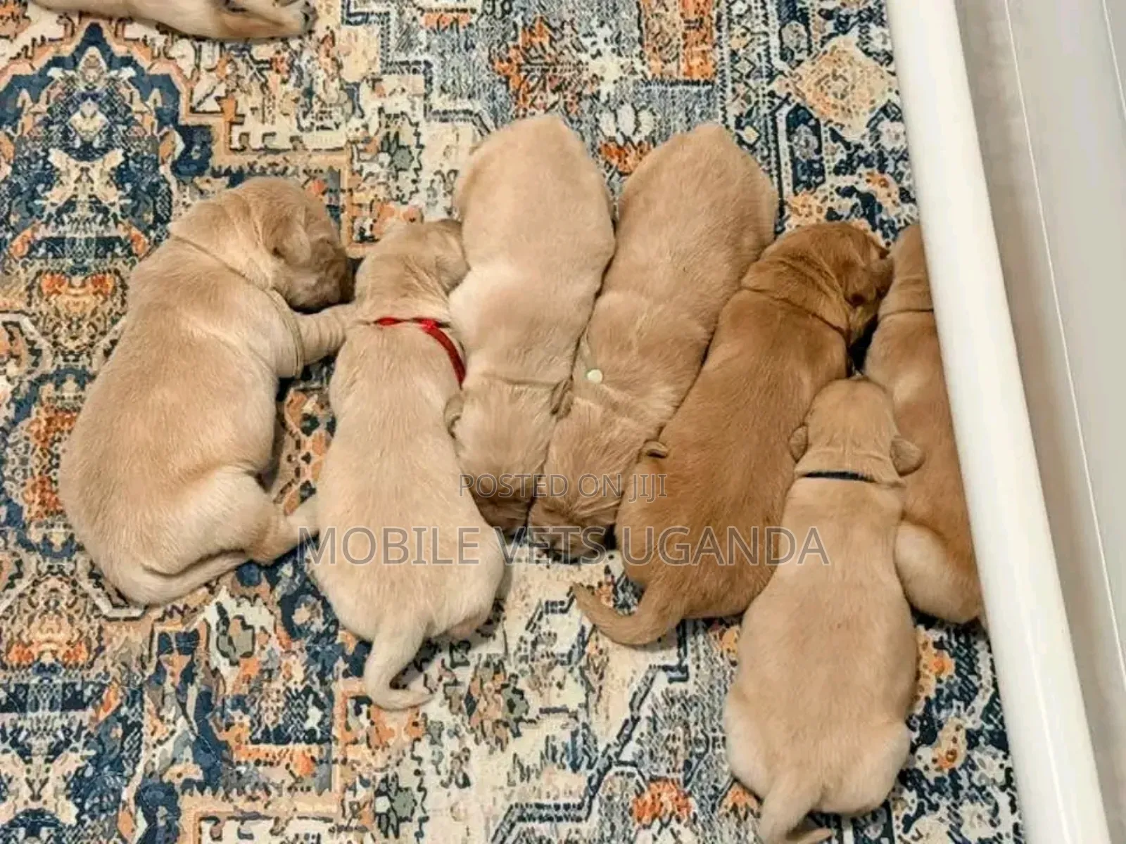 0-1 month Male Purebred Golden Retriever