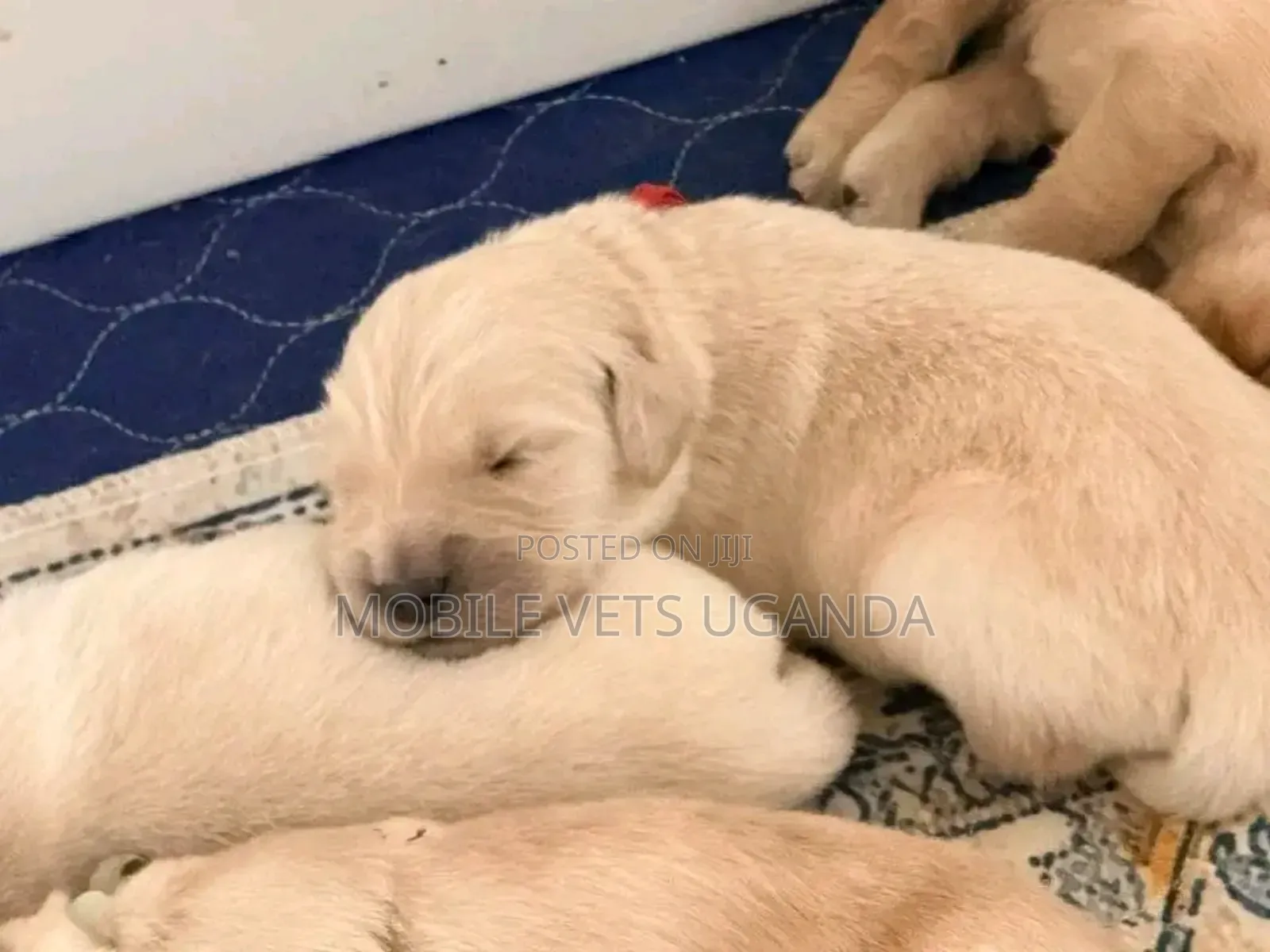 1-3 months Female Purebred Golden Retriever
