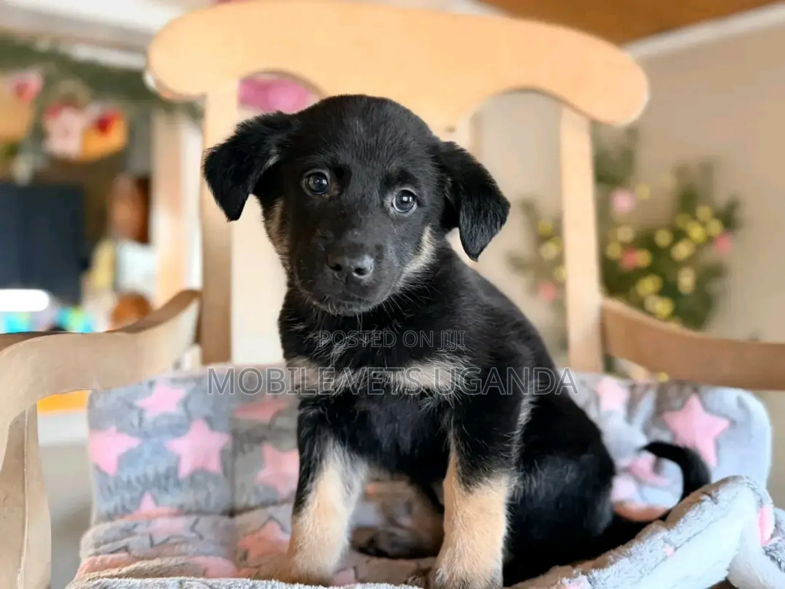 1-3 months Male Purebred German Shepherd