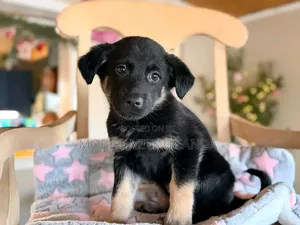 1-3 months Male Purebred German Shepherd