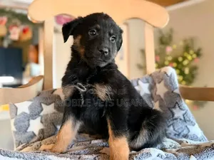 1-3 months Male Purebred German Shepherd