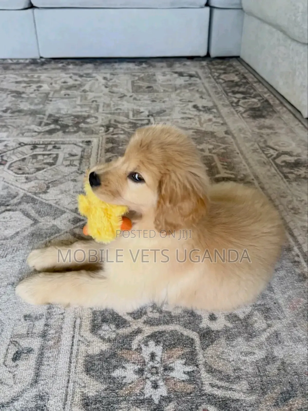1-3 months Male Purebred Golden Retriever