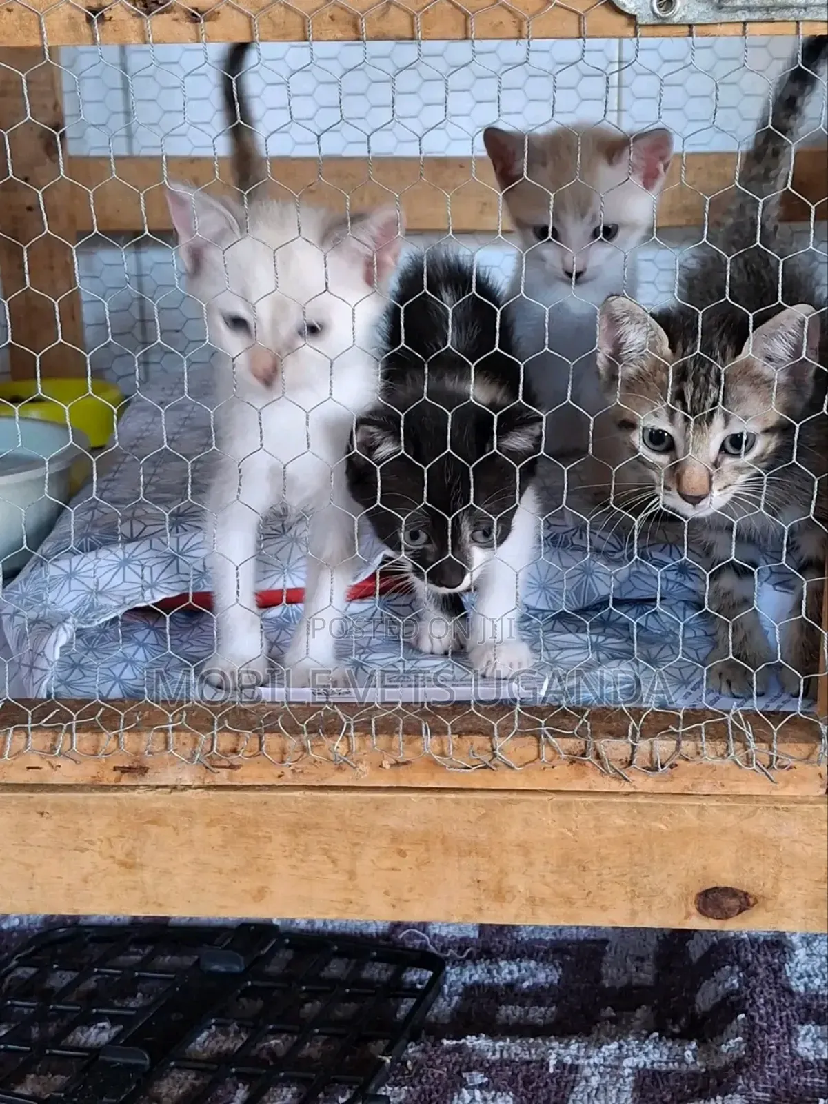 0-1 month Female Purebred Bombay