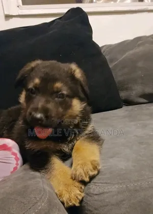 1-3 months Male Purebred German Shepherd