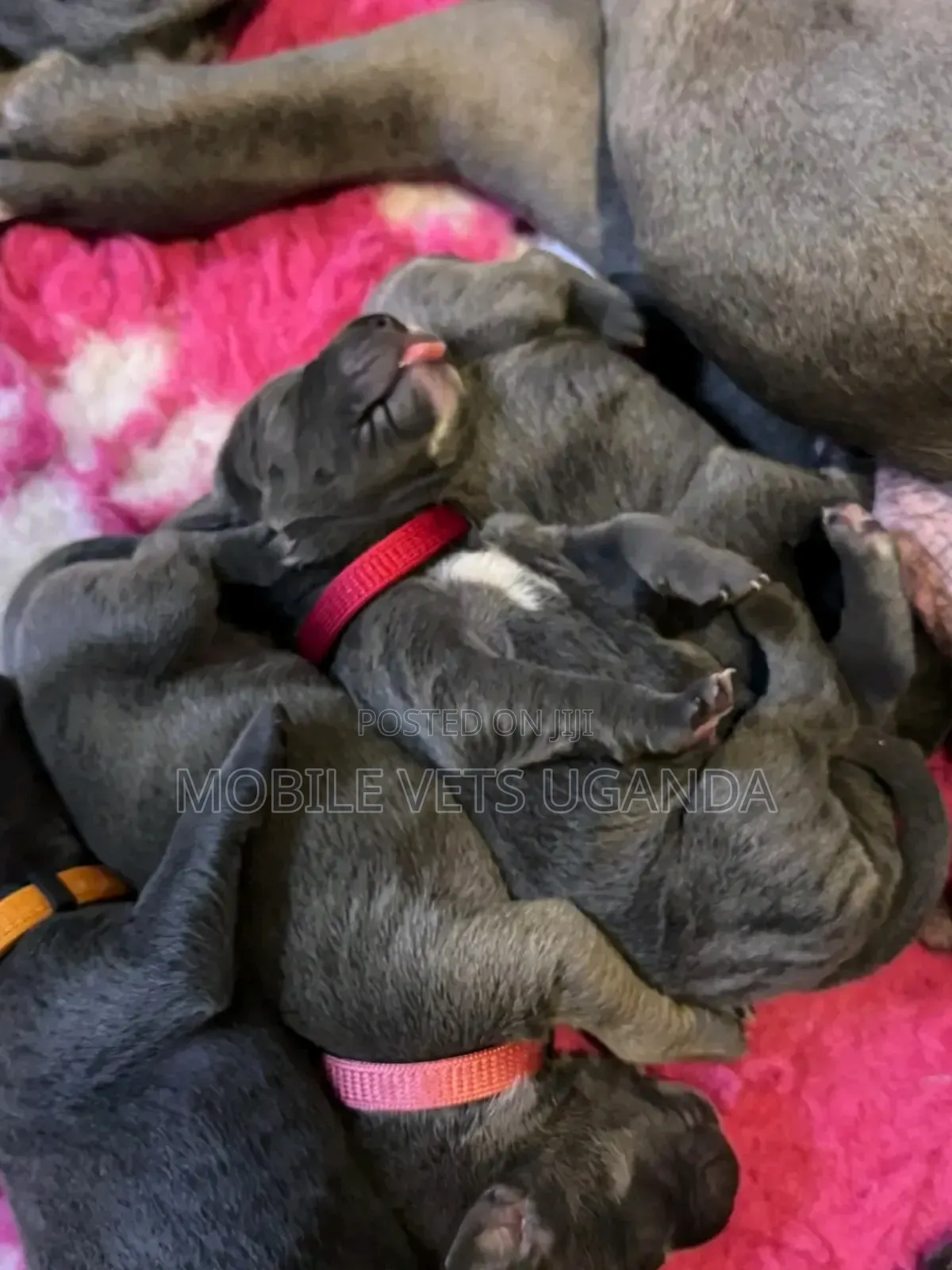 0-1 month Male Purebred American Pit Bull Terrier