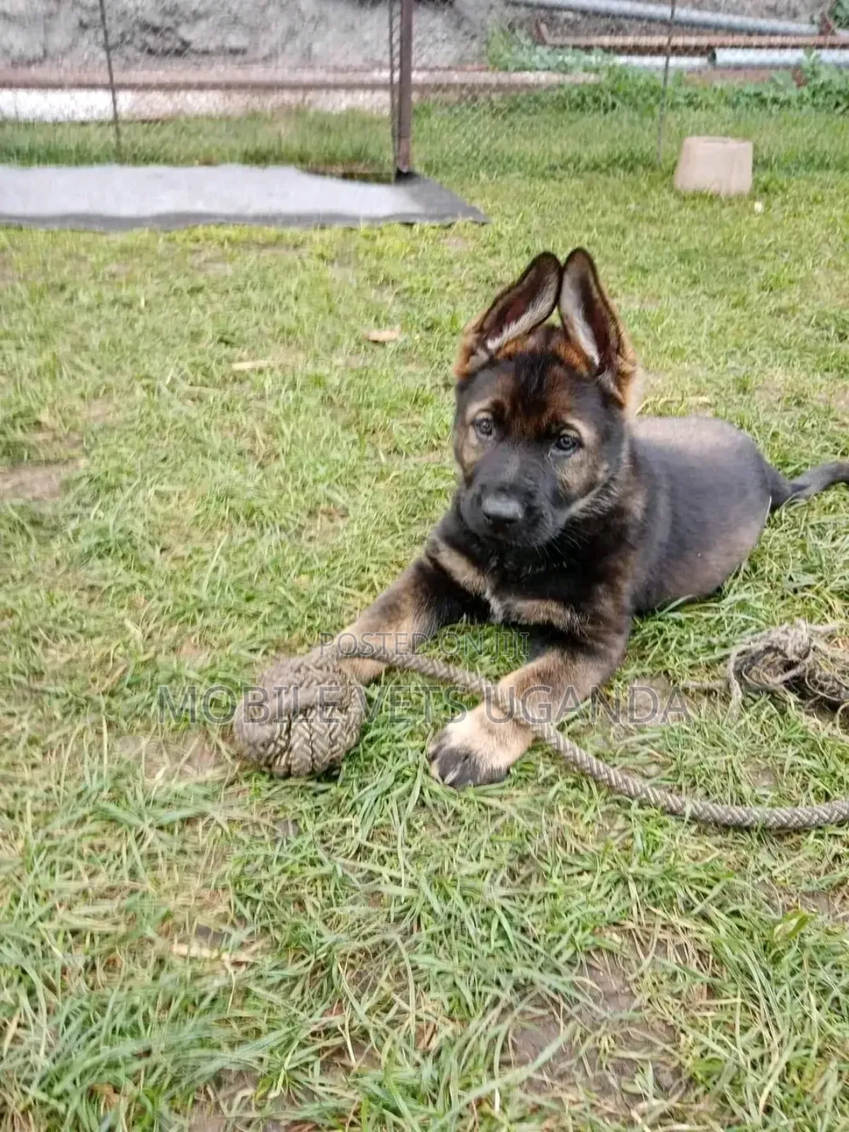 1-3 months Male Purebred German Shepherd