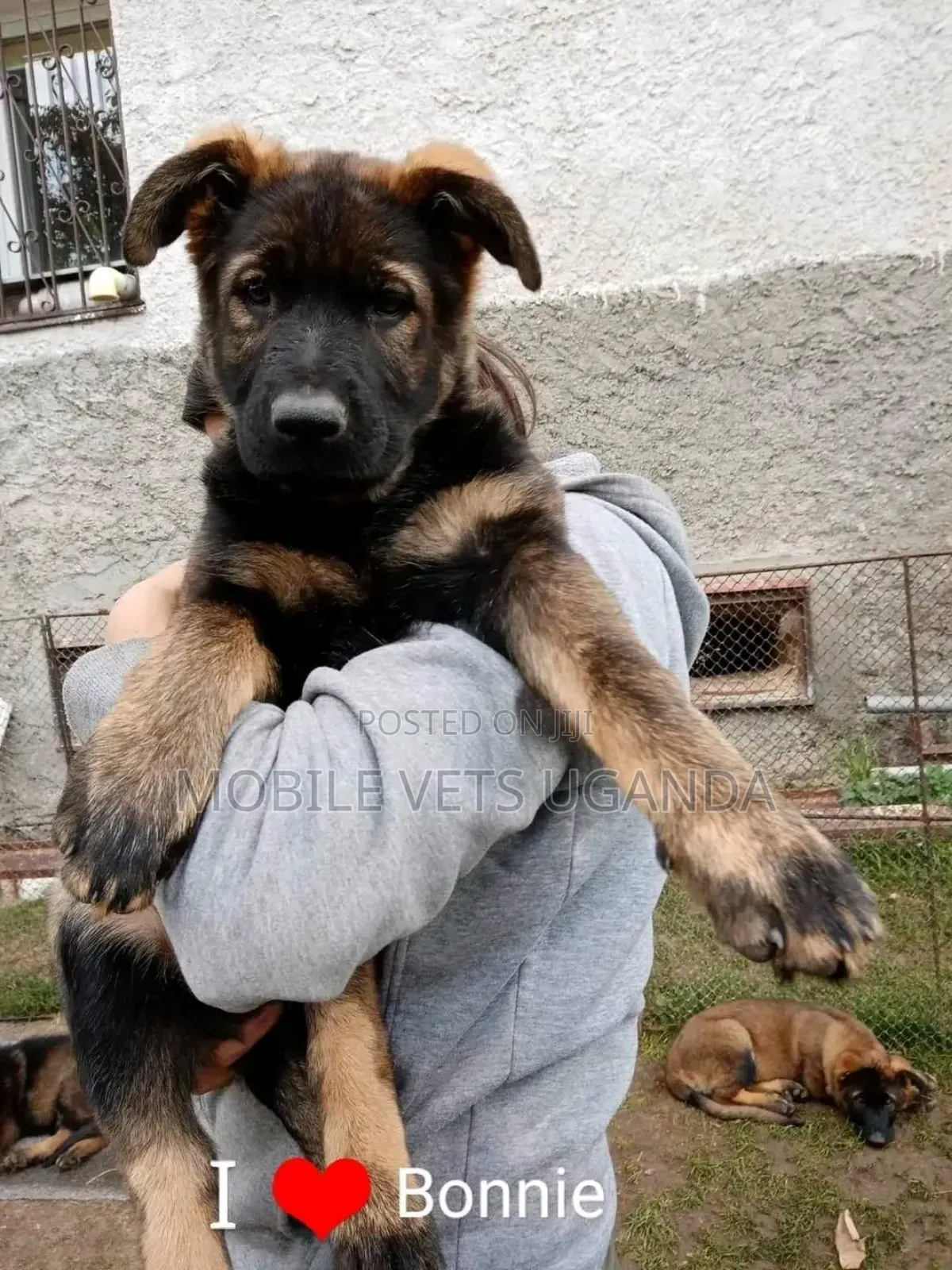 3-6 months Female Purebred German Shepherd
