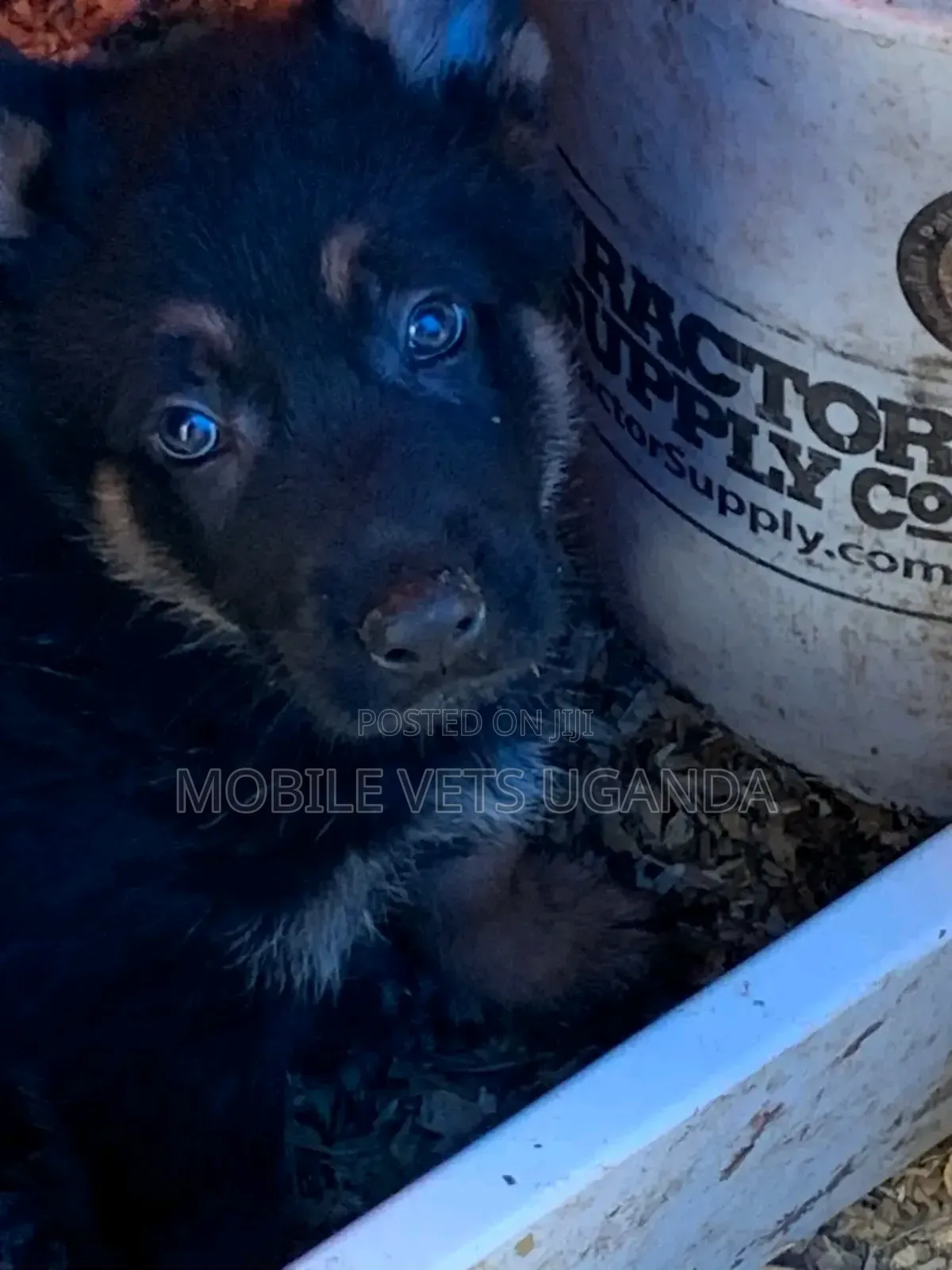 1-3 months Male Purebred German Shepherd