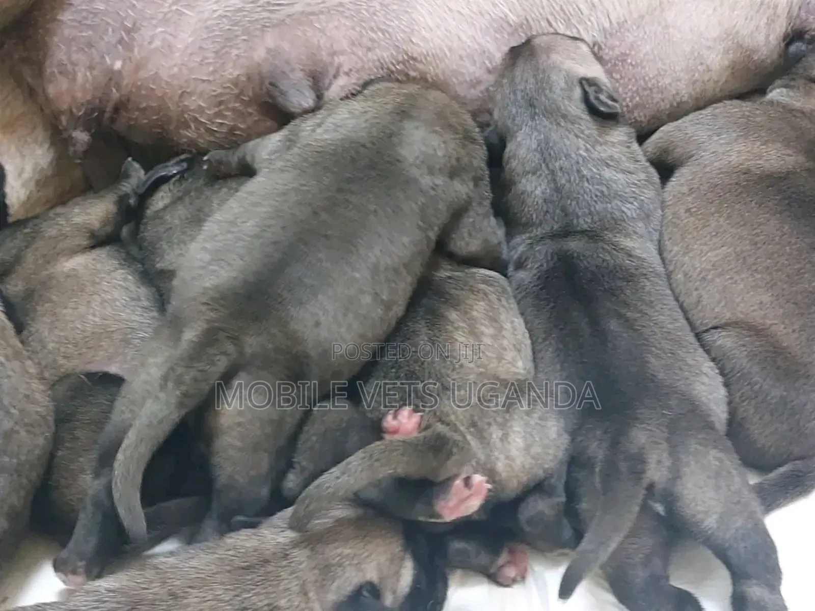 1-3 months Female Purebred Boerboel