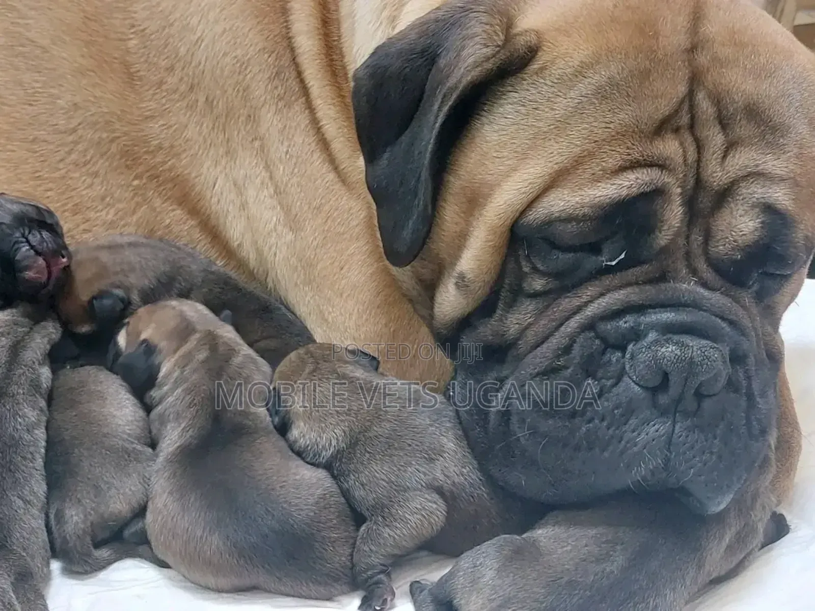 1-3 months Male Purebred Boerboel
