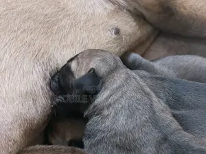 0-1 month Male Purebred Boerboel