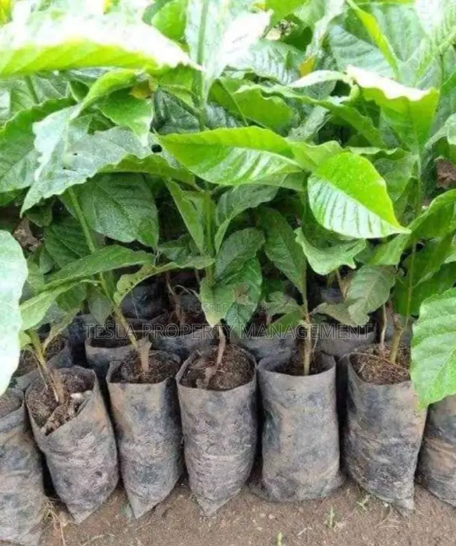 Professional Coffee and Banana Farm Organisers.