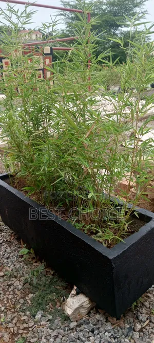 Bamboo Plants, Strength in Every Stem.