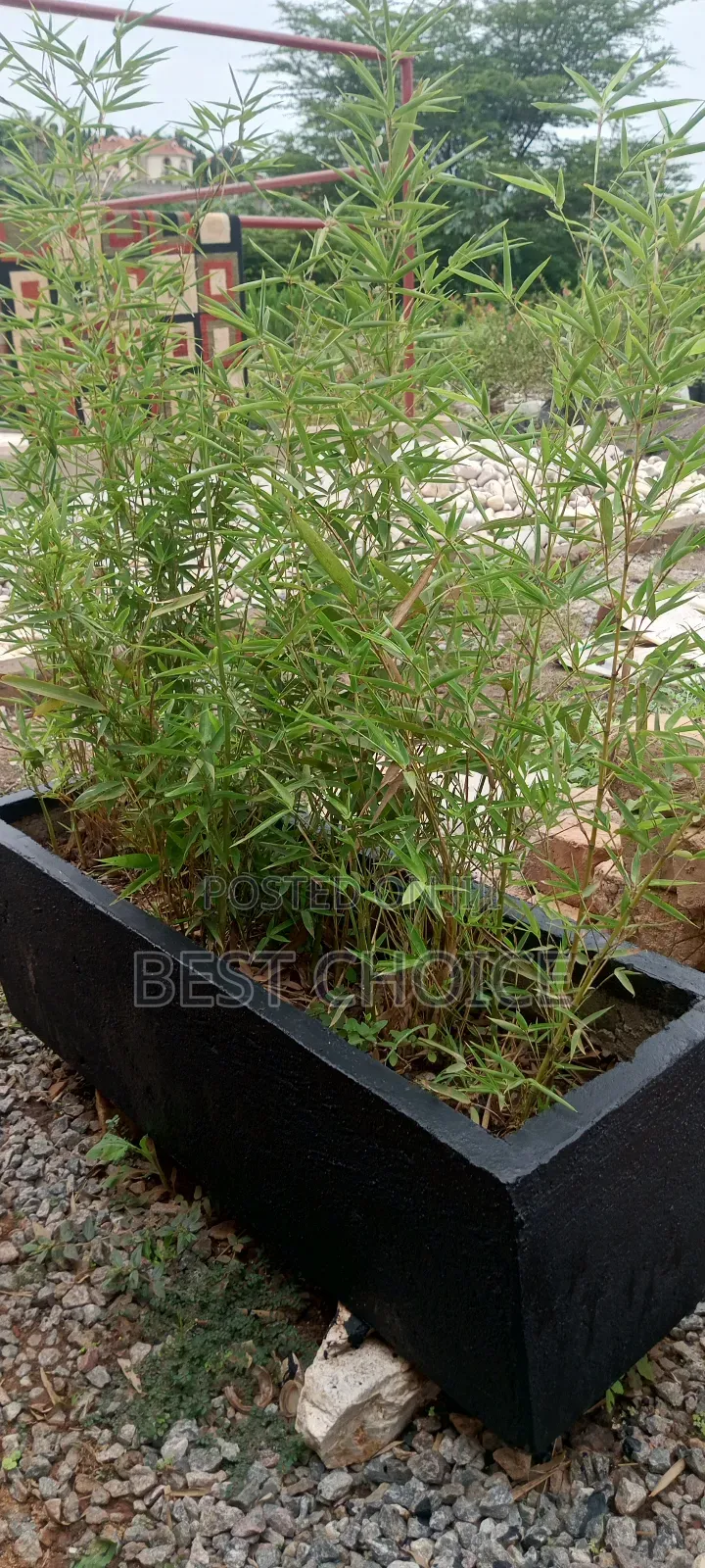 Bamboo Plants, Strength in Every Stem.