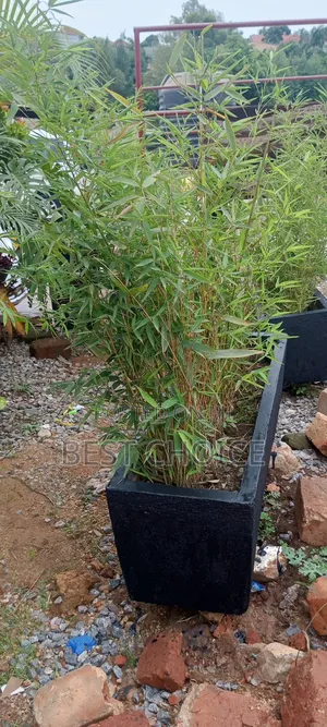 Bamboo Plants, Strength in Every Stem.