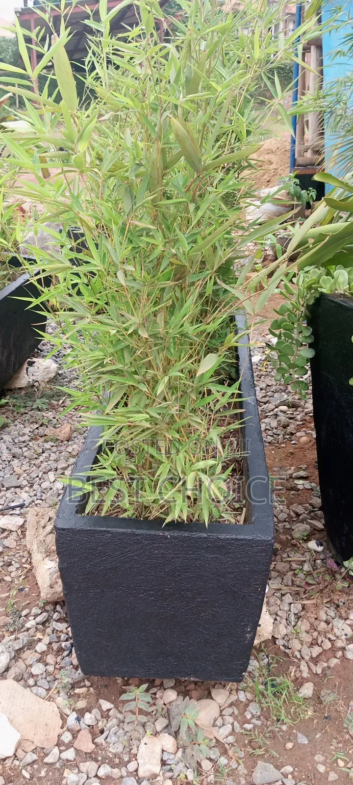 Bamboo Plants, Strength in Every Stem.
