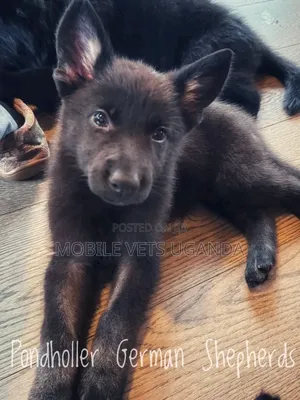 1-3 months Female Purebred German Shepherd