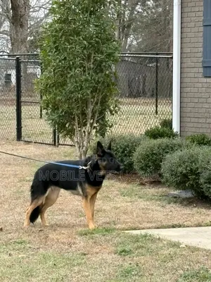 3-6 months Male Purebred German Shepherd