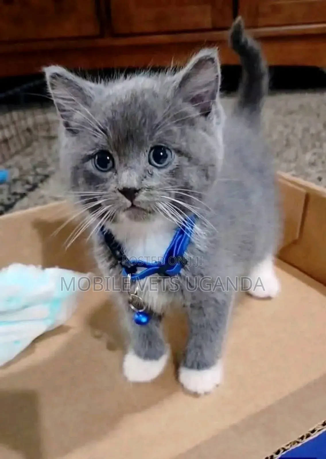 1-3 months Male Purebred Manx