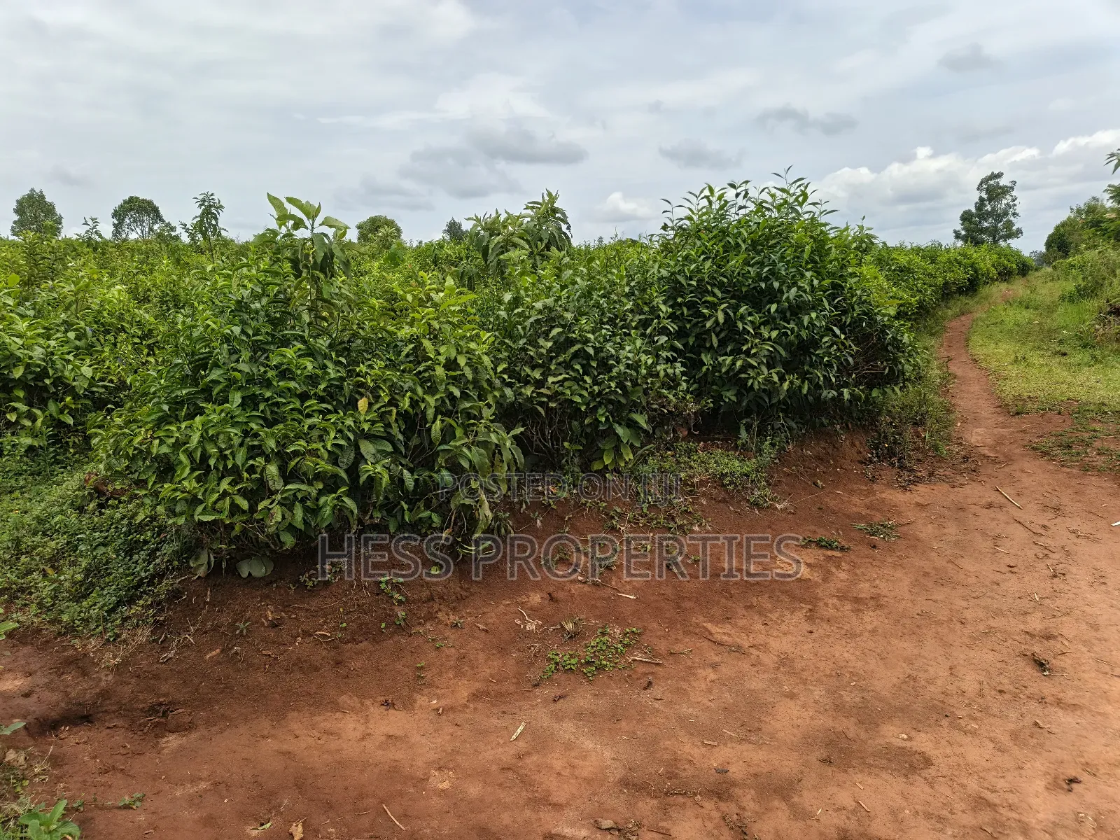 Agricultural Land on Sale Located in Kyarusozi-Kyenjojo District