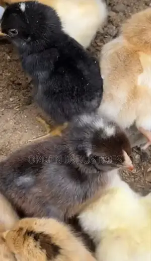 Kroilers ( Day 1 - Chicks)