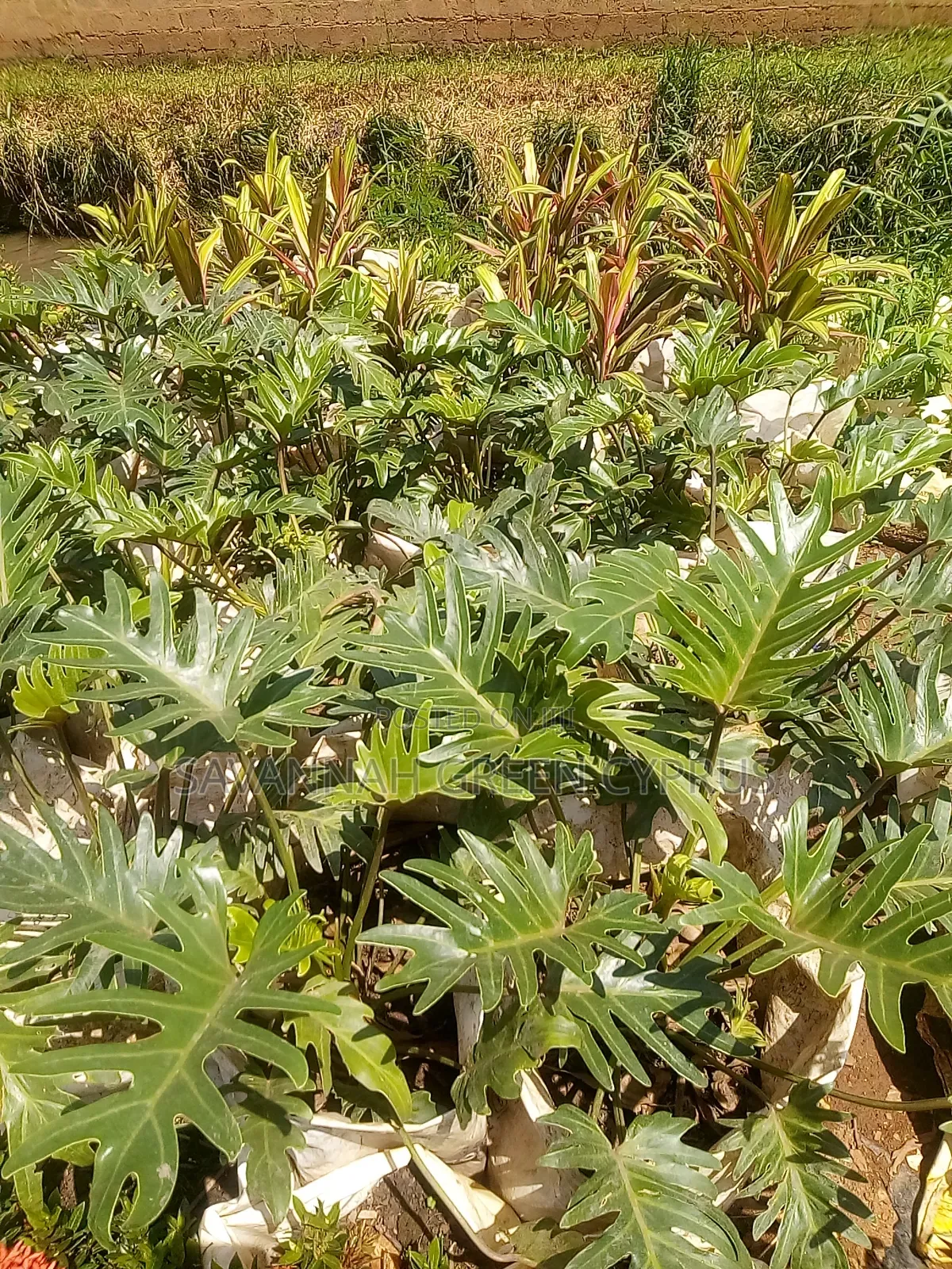 Philodendron