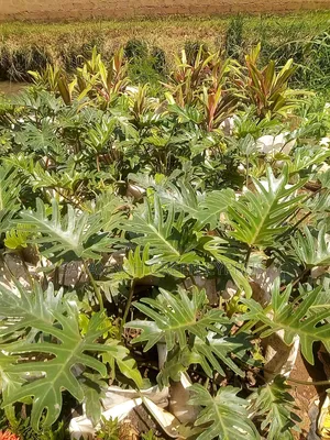 Philodendron