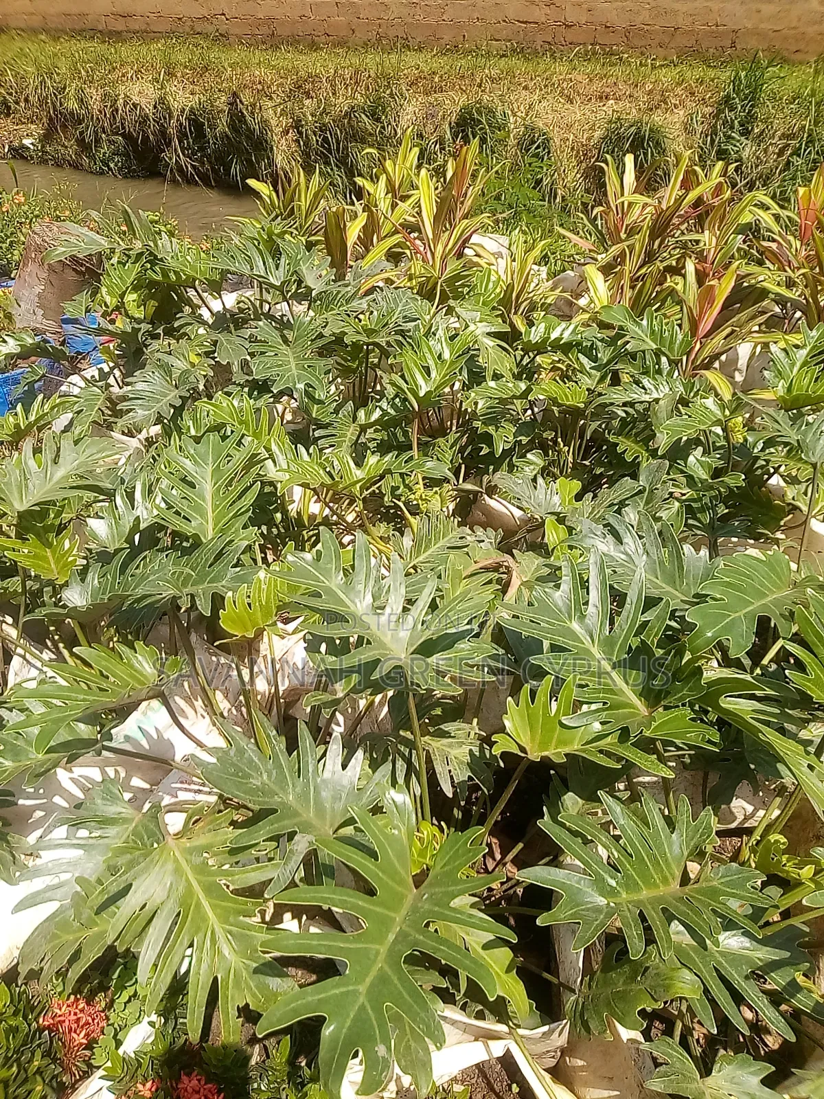 Philodendron