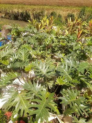 Philodendron