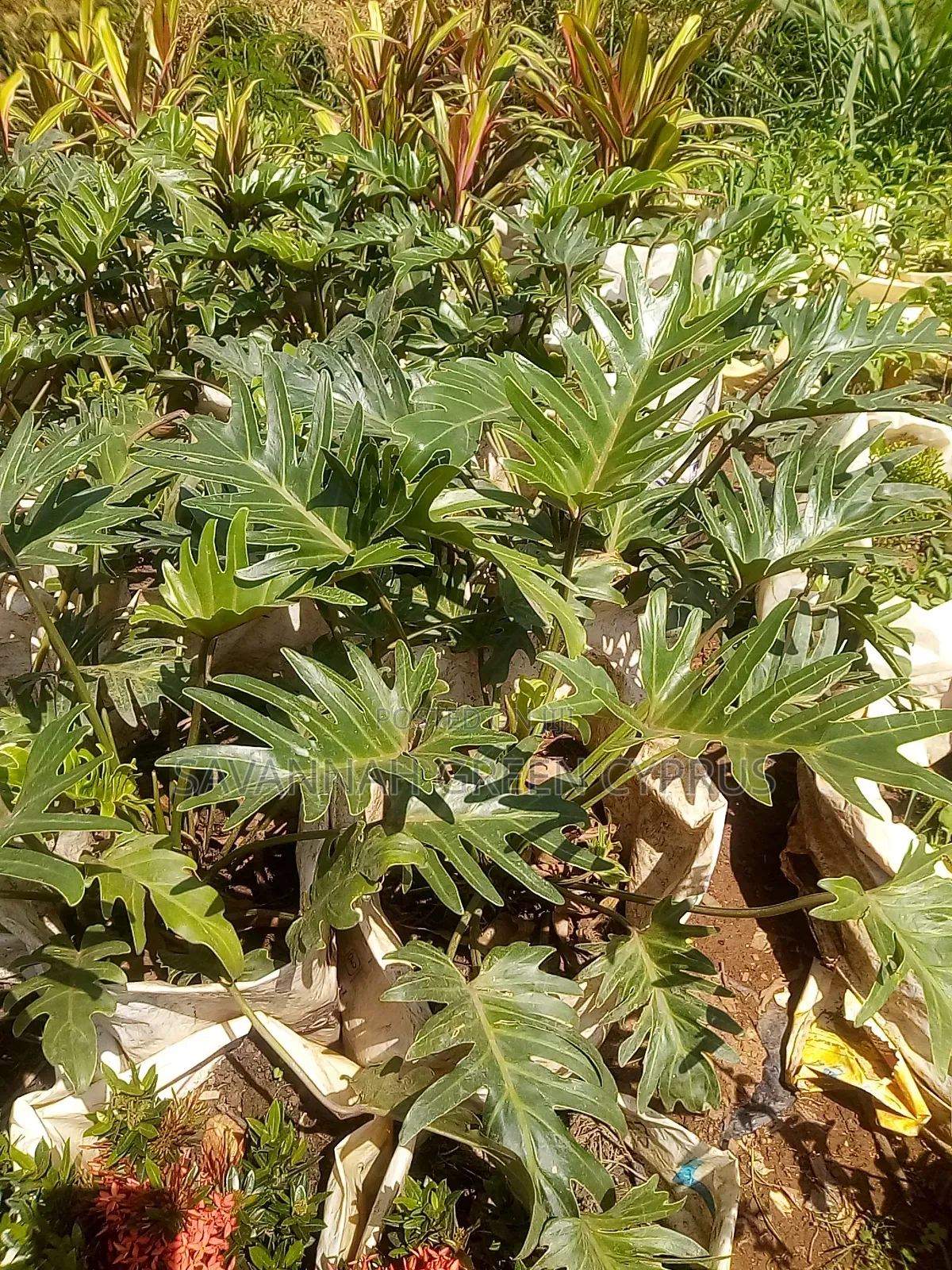 Philodendron
